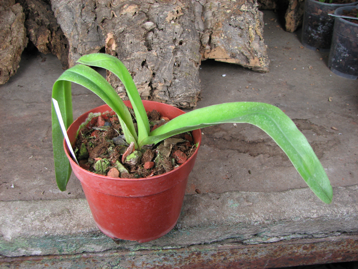 Paphiopedilum Enzan Fruit x Emerald Sea.jpg
