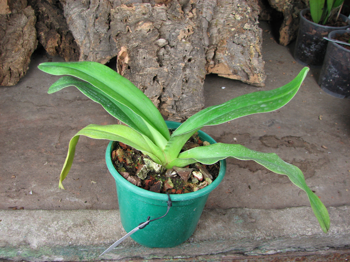 Paphiopedilum Green Gem x Hung Sheng Nice.jpg