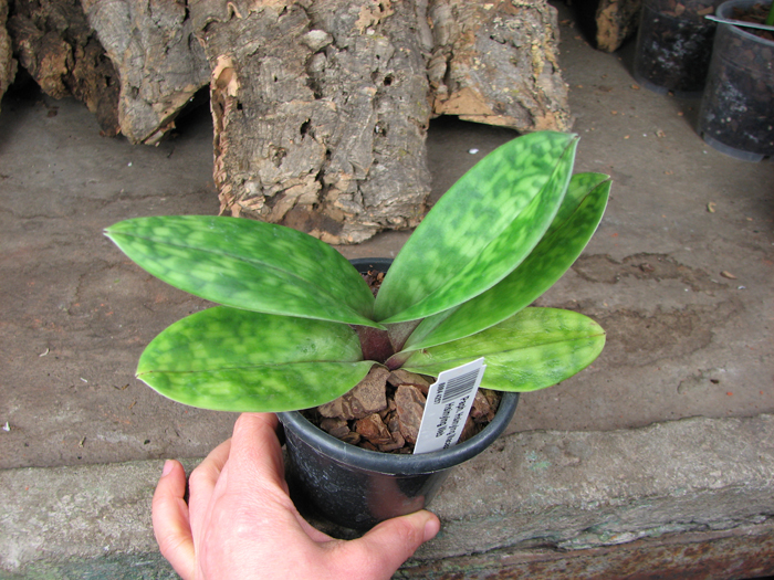 Paphiopedilum Hsinying Macasar x Hsinying Web.jpg