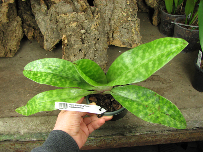 Paphiopedilum Hsinying Web x mastersianum.jpg
