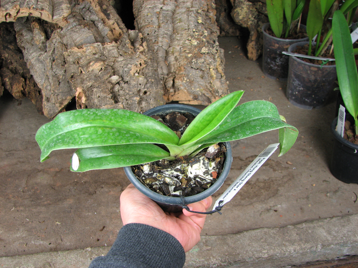 Paphiopedilum Hung Sheng Star x Winston Churchill 'Indomitable'.jpg