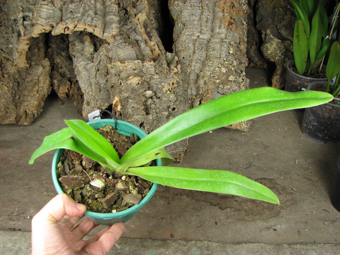 Paphiopedilum La Honda 'In-Charm' x Paphiopedilum spicerianum 'St Alban'.jpg