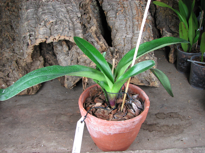 Paphiopedilum Lippewunder hybrid.jpg