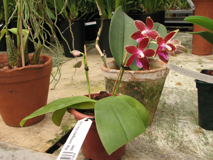 Phalaenopsis corningiana x Phalaenopsis Coral Isles.jpg