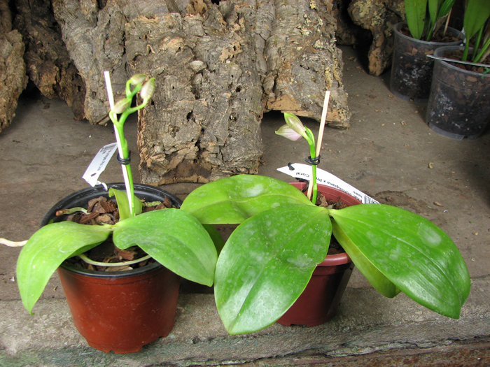 Phalaenopsis corningiana x Phalaenopsis Coral Isles.jpg