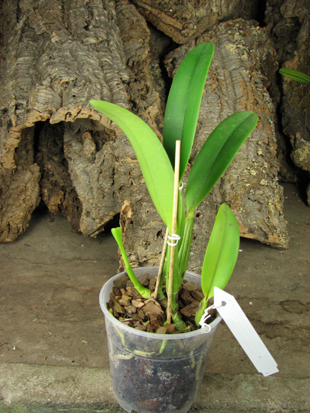 Cattleya lueddemanniana coerulea (Ssique x Murillo) x Cattleya lueddemanniana coerulea (Mariauxi x Amparo).jpg