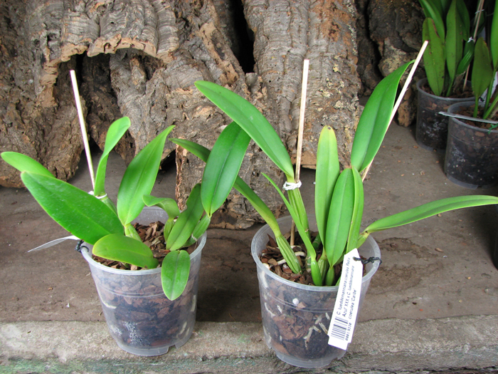 Cattleya lueddemanniana coerulea 'Pedra Azul' XXX x Cattleya lueddemanniana coerulea 'Caribe'.jpg