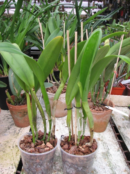Brassocattleya Golf Green 'Hair Pig' (Cattleya Moscombe x Brassavola digbyana).JPG