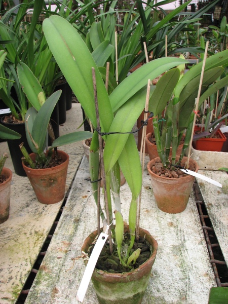 Brassocattleya Golf Green.JPG