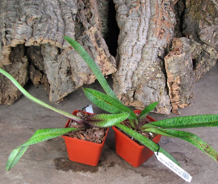 Paphiopedilum Dark Spell 'Ruby' x Paphiopedilum St. Swithin 'Swallow'.JPG