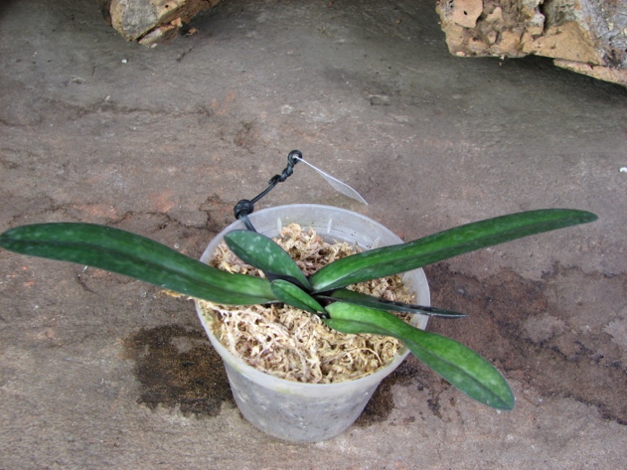 Paphiopedilum godefroyae 'Daya' x sib 'Darky'.JPG