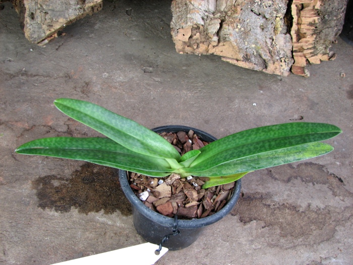 Paphiopedilum philippinense var. alba 'In-Charm' x Paphiopedilum ang-thong var. alba 'In-Charm'.JPG