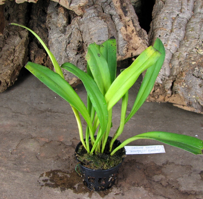Masdevallia veitchiana x Dracula barrowii.JPG