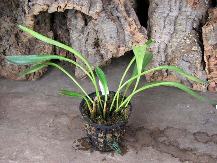 Masdevallia coccinea.JPG