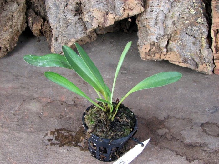 Masdevallia coccinea dark.JPG