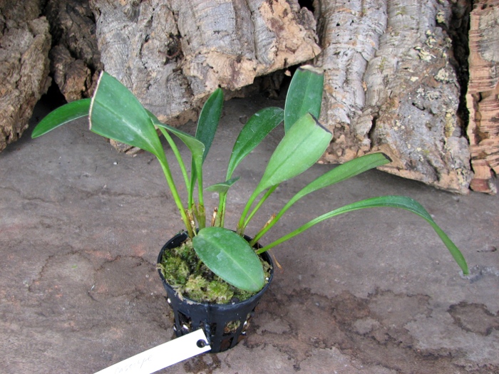 Masdevallia Cassiope (coccinea x triangularis).JPG
