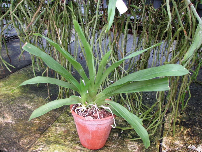 Huntleya meleagris.JPG