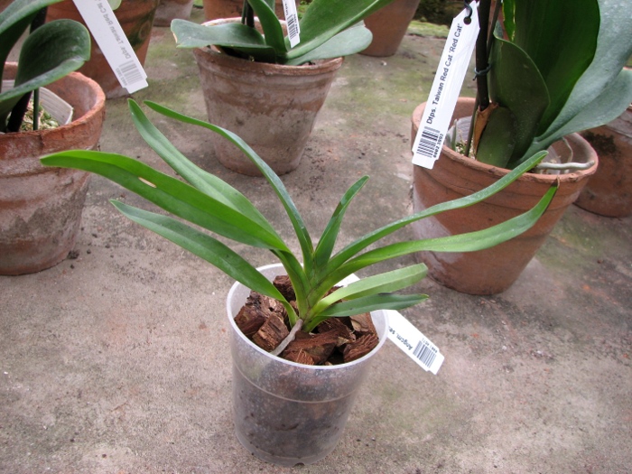 Angraecum sesquipedale.JPG