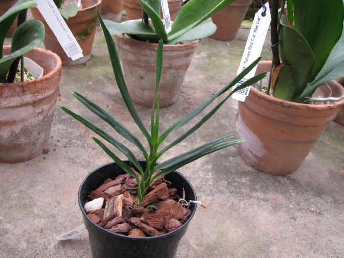 Angraecum viguieri.JPG