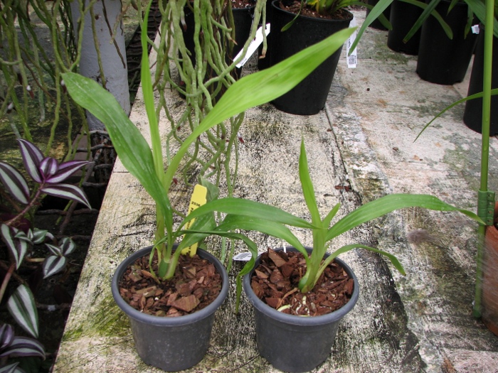Zygonisia Cynosure 'Blue Water Sailing'.JPG