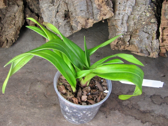 Phragmipedium Jason Fischer x besseae.JPG