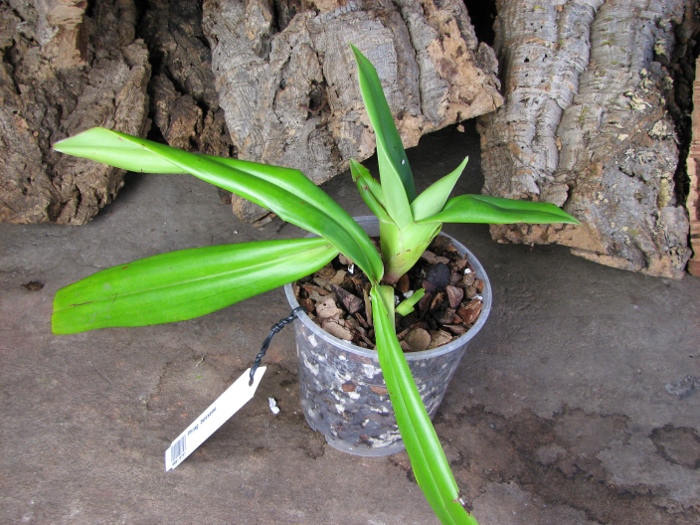 Phragmipedium besseae.JPG