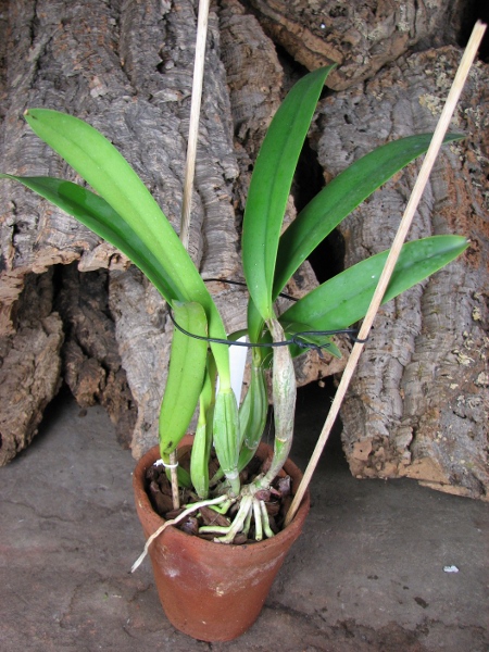 Cattleya lueddemaniana (color overlap x Irina).JPG