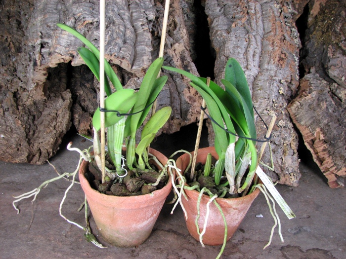 Cattleya lueddemanniana escura x Cattleya lueddemanniana 'America'.JPG