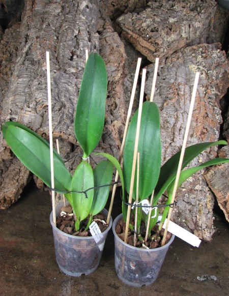 Brassolaeliocattleya Chia Lin 'New City' (Oconee x Maitland).JPG