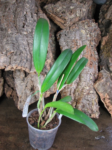 Brassocattleya Angel Lace (Cattleya Little Angel x Brassavola digbyana).JPG
