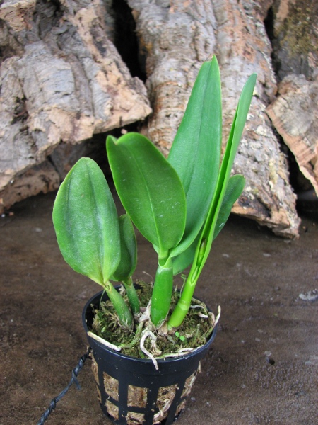 Sophrolaeliocattleya Little Hazel 'M' (Slc. Hazel Boyd x Sl. Psyche).JPG