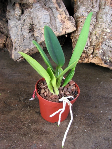 Cattleya gaskelliana coerulea ('Aida' x 'Alexis') x SELF.JPG