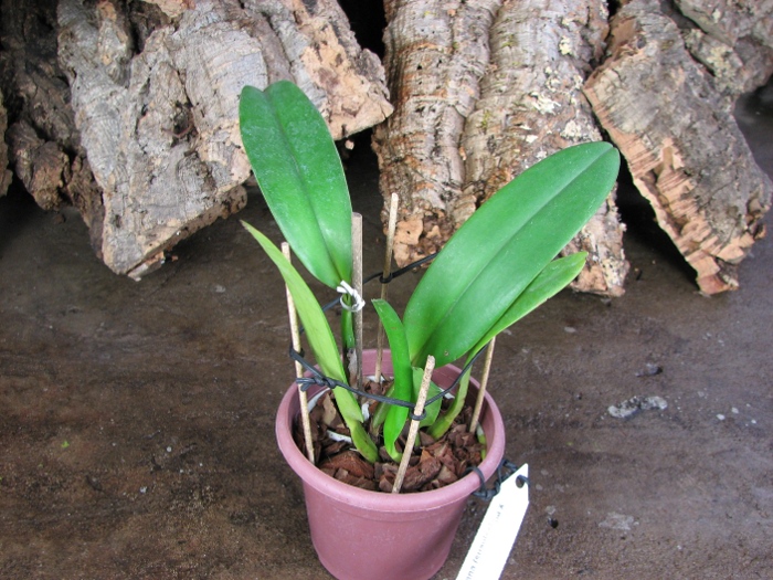 Cattleya gaskelliana (suavissima x rosea).JPG
