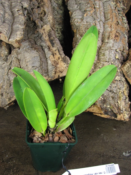 Cattleya rex var. Moyobamba.JPG