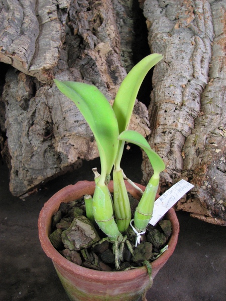Laeliocattleya (Orglade's Glow-Love Knot) 'Hsinying' .JPG