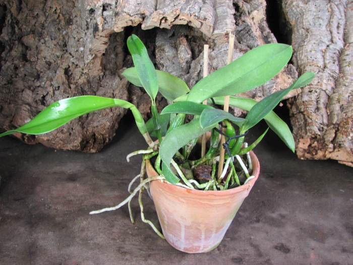 Laeliocattleya Mini Purple 'Blue Pacific' (pumila x walkeriana).JPG