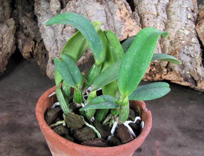 Laeliocattleya Love Knot 'Sato' (sincorana x walkeriana).JPG
