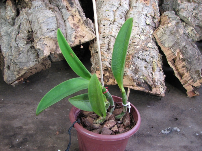 Laeliocattleya Hwa Yuan Angel 'Little Beauty'.JPG