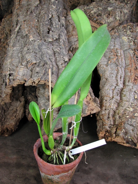 Brassolaeliocattleya Success Dream 'Miracles' (C. Horace x Rlc. Don De Michaels).JPG