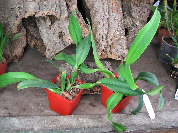 Cattlianthe Sunrise Doll 'AV' (Cattlianthe Seagulls Torch Song x Cattleya Morning Glow).jpg