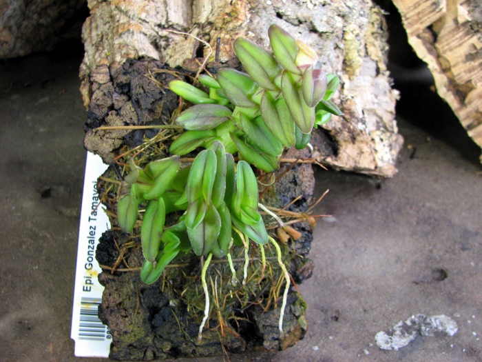 Epidendrum Gonzalez Tamayoi.JPG