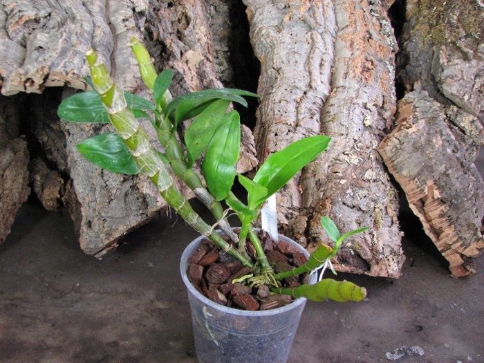 Dendrobium Midas 'Princess'.JPG