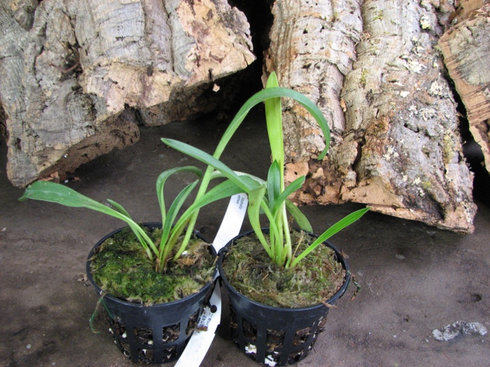 Masdevallia veitchiana.JPG