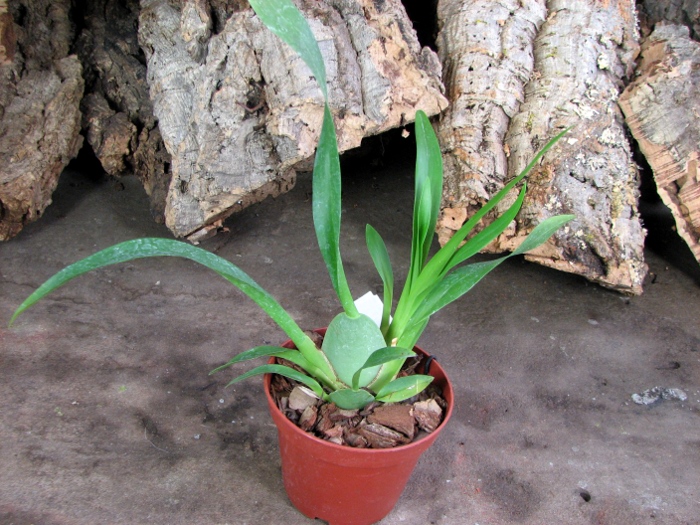 Oncidium Twinkle 'Fragrance Fantasy'.JPG