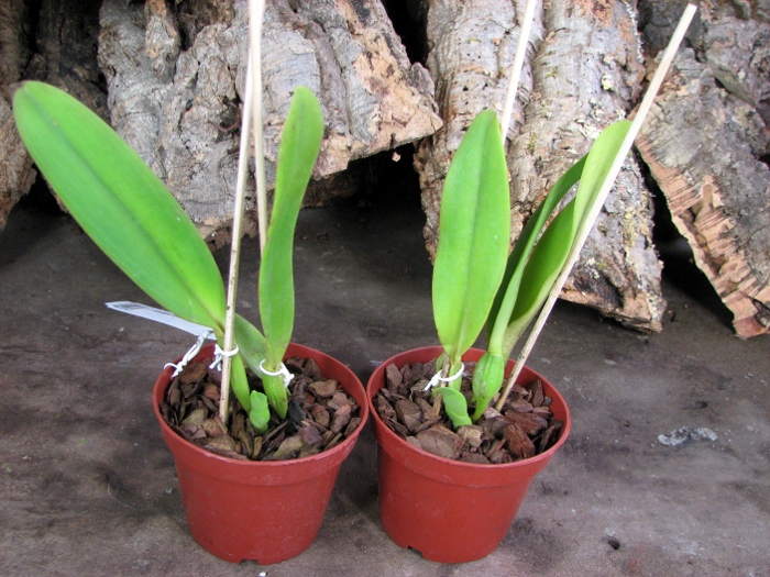 Cattleya dowiana rosea x self.JPG