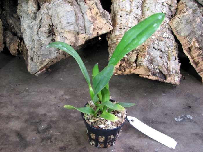 Sophrolaeliocattleya Hawaiian Splash 'Lea' (Payche x Mishima Star).JPG