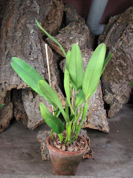 Laeliocattleya Hsinying Pub 'Albo Sanguinea' (purpurata x Batagesi).jpg