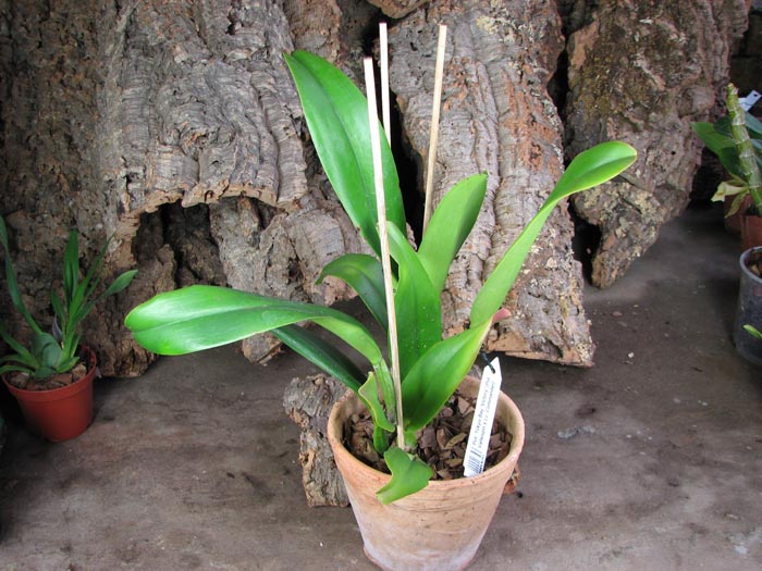 Potinara Tokyo Bay 'Victory' (Potinara Vallespin x Laeliocattleya Commander).JPG