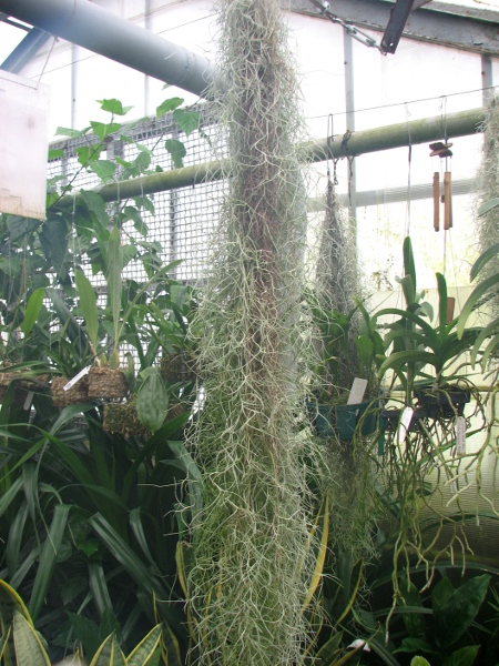 Tillandsia usneoides.JPG