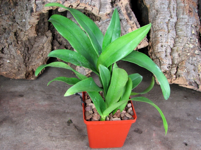 Epicattleya Siam Jade 'Avo' (Cattleya Penny Kuroda x Epicattleya Vienna Woods).JPG